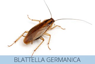 La blattella germanica è una delle specie di scarafaggio maggiormente diffuse.