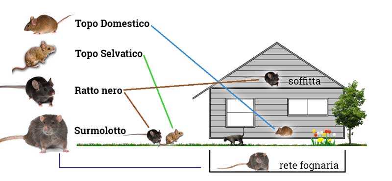 Una mappa che mostra a grandi linee quali zone sono maggiormente infestate dalle specie di ratti e topi più diffusi in Italia.