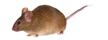 Il topo domestico infesta facilmente le case e le abitazioni. È il roditore infestante più comune.