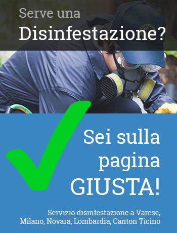 Telefona al numero +39 0332 28 6810 per ricevere un intervento rapido di disinfestazione a Varese e limitrofi.