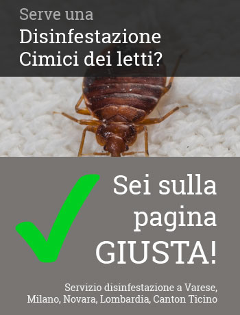 Telefona al numero +39 0332 28 6810 per ricevere un intervento rapido di disinfestazione a Varese e limitrofi.