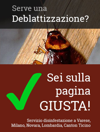 Telefona al numero +39 0332 28 6810 per ricevere un intervento rapido di disinfestazione a Varese e limitrofi.