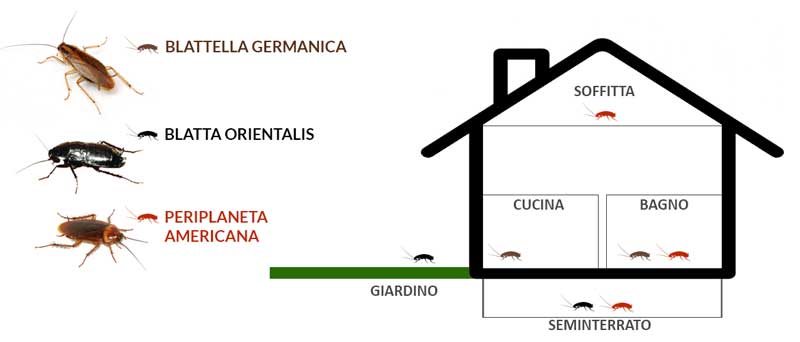 Blatte e scarafaggi: ecco una mappa per capire dove si nascondono a seconda della specie.