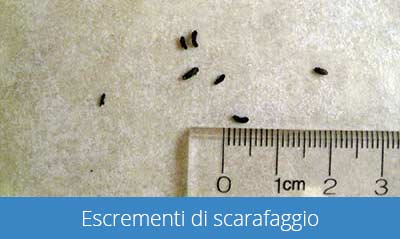 Trovare tracce di escrementi di scarafaggio, come quelli nella foto, è un segno chiaro della loro presenza.