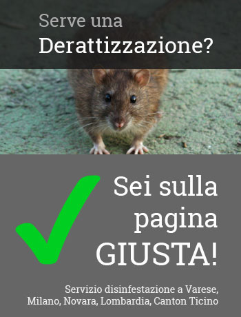 Telefona al numero +39 0332 28 6810 per ricevere un intervento rapido di derattizzazione a Varese e limitrofi.