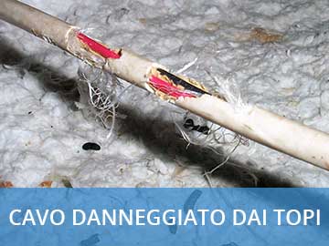 Un esempio di cavo rosicchiato e danneggiato dai topi.