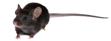Il ratto nero infesta facilmente i luoghi bui e isolati di case e stabili.