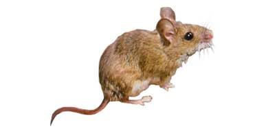 Il topo selvatico infesta facilmente giardini e aree verdi. È molto frequente da trovare in agriturismi, fattorie, aziende agricole.