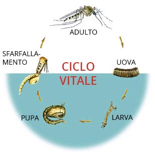 Ciclo vitale della zanzara: per una disinfestazione efficace bisogna intervenire sia sugli adulti sia sulle larve.