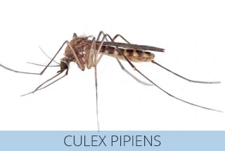 Culex Pipiens, la zanzara più comune.