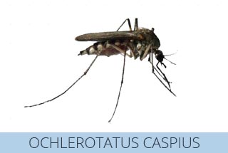 Ochlerotatus Caspius, la zanzara delle risaie, molto molesta e difficile da disinfestare.