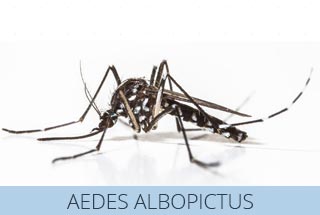 La zanzara tigre, aedes albopictus, attiva anche durante il pieno giorno a differenza di altre specie.